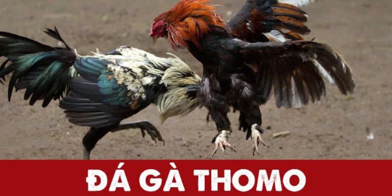 đá gà thomo